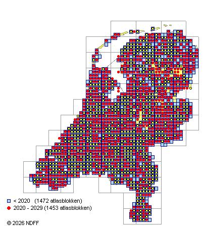 Verspreiding in Nederland — Cornus sanguinea