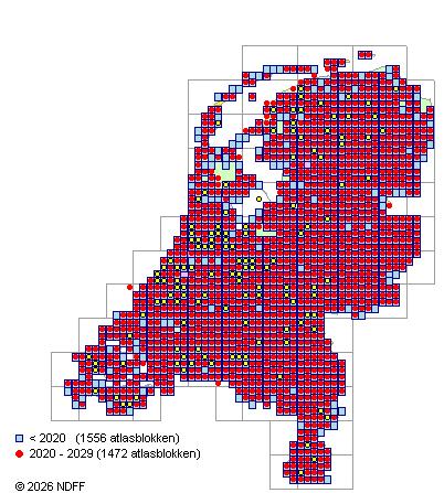 Verspreiding in Nederland — Dryopteris filix-mas