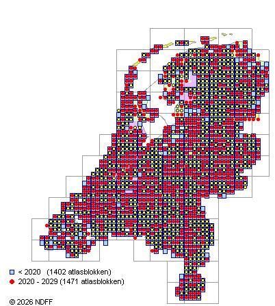 Verspreiding in Nederland — Euonymus europaeus