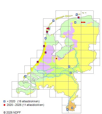 Distribution in the Netherlands — Rosa caesia