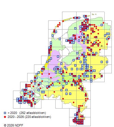 Distribution in the Netherlands — Rosa corymbifera