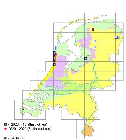 Verspreiding in Nederland — Rosa sherardii