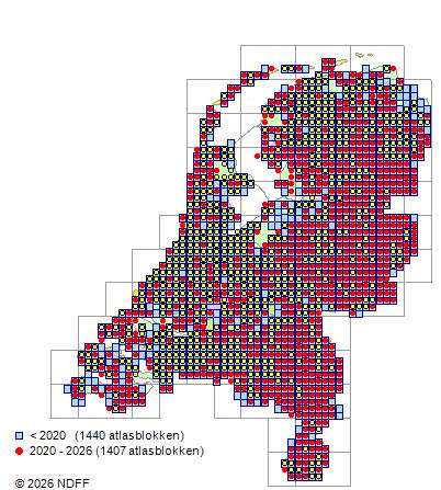 Distribution in the Netherlands — Ilex aquifolium