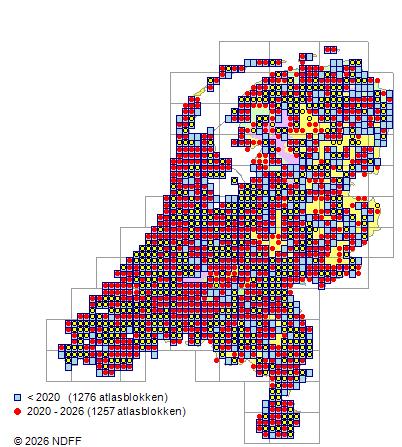 Verspreiding in Nederland — Ligustrum vulgare
