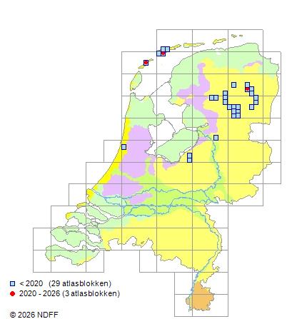 Verspreiding in Nederland — Linnaea borealis