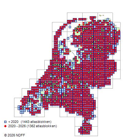Verspreiding in Nederland — Lonicera periclymenum
