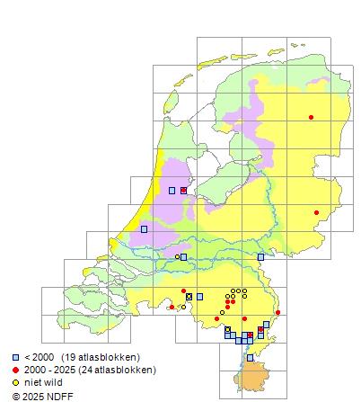 Bruine dwergmeerval Ameiurus nebulosus Verspreidingskaart NDFF