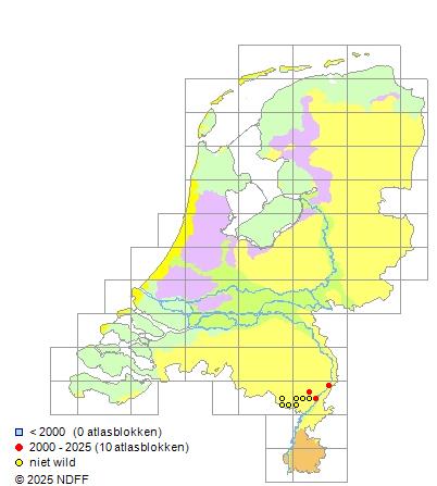 Noord-Aziatische modderkruiper Misgurnus anguillicaudatus Verspreidingskaart RAVON