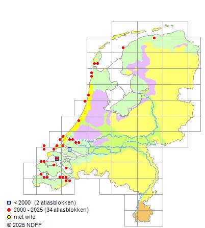 Goudharder Chelon auratus Verspreidingskaart RAVON