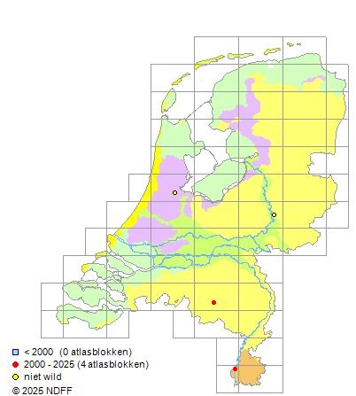 Sterlet Acipenser ruthenus 