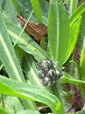foto883136