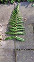 foto951769