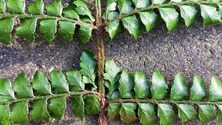 foto951771